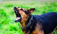Bị chó hoang cắn, bé trai 3 tuổi tử vong do bệnh dại