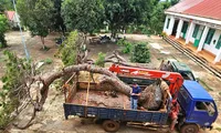 Tạm giữ xe tải chở 2 cây thông bonsai