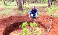 Điều tra vụ trộm hai cây thông bonsai cổ thụ trong dự án sân golf FLC
