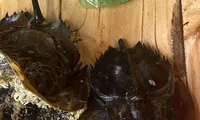 Phát hiện độc tố chưa có thuốc giải trong vụ 3 người nhập viện nghi do ăn nhầm so biển