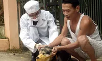 Tiêm phòng bệnh dại cho chó.