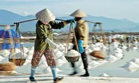 Giá muối giảm mạnh, diêm dân thêm chán nghề