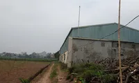 Hình ảnh bên trong khu đất rộng 11 ha AVG mua của Cty CP giống tằm Mai Lĩnh.