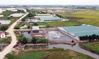 Toàn cảnh 8 trang trại chăn nuôi lợn tại xã Dũng Tiến (Vĩnh Bảo, Hải Phòng)