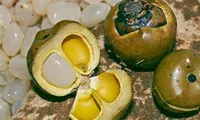 Cây dại xưa không ai ngó nay thành đặc sản đắt khách