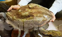 Một "bom núi lửa" có hình dạng như quả bàng khô