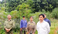 Tăng cường người, phạm vi tìm kiếm cháu bé 6 tuổi mất tích ở Yên Bái
