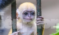 Chú khỉ con ở Thảo Cầm Viên có gì đặc biệt mà gây &apos;sốt&apos; mạng xã hội?