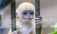 Chú khỉ con ở Thảo Cầm Viên có gì đặc biệt mà gây &apos;sốt&apos; mạng xã hội?