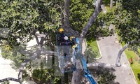 Bay flycam kiểm tra, cắt tỉa cây xanh tại TPHCM