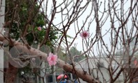 Cận cảnh xe đào dán tem đầu tiên từ Sơn La xuống Hà Nội