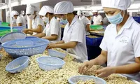 Nhập khẩu điều tăng vọt lên 2,6 tỷ USD, có gì bất thường?