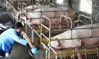 Giá thức ăn chăn nuôi, phân bón đồng loạt tăng mạnh
