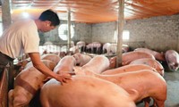 Cám cảnh hơn 2 triệu hộ chăn nuôi &apos;treo&apos; chuồng trước &apos;bão&apos; giá 
