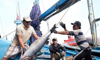 Hôm nay EC đến Việt Nam thanh tra việc gỡ ‘thẻ vàng’ thủy sản