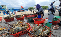 Công bố nguyên nhân tôm hùm chết diện rộng