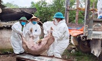 Nguy cơ dịch tả lợn châu Phi bùng phát mạnh tại 26 địa phương
