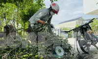 Thấy gì từ việc giá cau tăng sốc rồi ‘bốc hơi’?