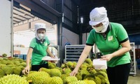 Ưu tiên thông quan sầu riêng