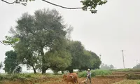 Ông Nguyễn Văn Tài đang làm đồng dưới rặng duối. Ảnh: Võ Hóa