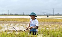 Người dân Hà Tĩnh lội nước lũ cứu lúa. Ảnh: Phạm Trường