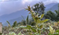 Chè dây kết nối người nghèo