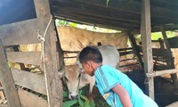 Y.H.Brông phụ ông bà chăn bò