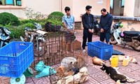 Bắt giữ 3 đối tượng trộm 3 tấn chó 