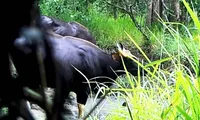 &apos;Lãnh địa bò tót’ ở Đắk Lắk vừa được duyệt gần 150 tỷ đồng có gì?