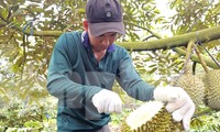 Hai đơn vị 'truy' chất cấm trong sầu riêng