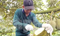 Hai đơn vị 'truy' chất cấm trong sầu riêng 