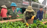 Cây cà phê giống &apos;cháy&apos; hàng 