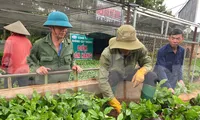 Cây cà phê giống 'cháy' hàng 