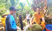 Sầu riêng nhiễm chất cấm sắp &apos;hết cửa&apos; ở Đắk Lắk