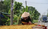 Sắc xuân trên làng nghề làm nhang trăm tuổi ở ngoại ô TPHCM 