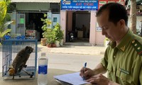Cu li quý hiếm đi lạc vào khách sạn ở TPHCM 