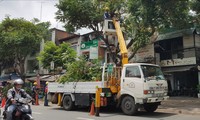 Sở GTVT TPHCM yêu cầu tỉa cây xanh, bảo dưỡng đường tránh giờ cao điểm