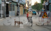 Bệnh dại bùng phát nhiều nơi, chó không rọ mõm vẫn &apos;tung tăng&apos; trên phố ở TPHCM