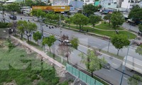 Nguyên nhân hàng loạt cây xanh chết khô ở TPHCM