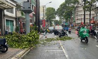 Cây xanh gãy nhánh đè người đi đường ở TPHCM lúc mưa dông, gió giật mạnh