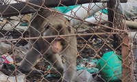 Bàn giao khỉ cụt đuôi cực quý hiếm