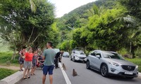 Nhiều du khách vẫn cho khỉ ăn ở bán đảo Sơn Trà dù đã bị cấm