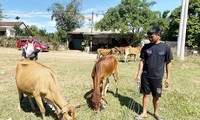 Kon Tum yêu cầu kiểm điểm tập thể, cá nhân trong vụ &apos;cấp bò sinh sản sai quy định&apos;