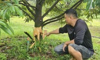 Khởi tố vụ phá hoại sầu riêng ở Lâm Đồng