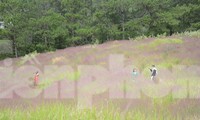 Đồi hoa cỏ lau hồng ở Đà Lạt nở rộ, đẹp như cổ tích