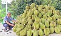 Kết quả kiểm tra chất cấm trong sầu riêng Lâm Đồng