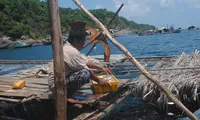 Cá bớp nuôi lồng bè chết kéo dài, người dân đảo Hòn Chuối 'đứng ngồi không yên'