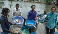 Người dân &apos;vùng đất cuối trời&apos; săn cá vồ chó, thu tiền triệu mỗi ngày