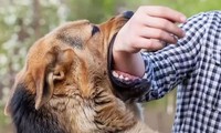 Chó cắn người bị chủ đập chết ném xuống sông dương tính bệnh dại