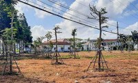 Bộ công an đề nghị Cà Mau, Bạc Liêu rà soát các dự án cây xanh 